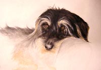 Fiona Vickery - Animal Portraits: Daxhound