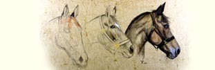 Fiona Vickery - Animal Portraits: In three Stages