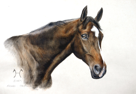 Fiona Vickery - Animal Portraits
