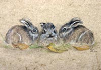 Fiona Vickery - Tierportraits: Schlafender Löwe