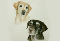 Fiona Vickery - Tierportraits: Hundeportrait