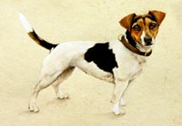 Fiona Vickery - Animal Portraits: Jack Russell Terrier