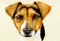 Fiona Vickery - Animal Portraits: Jack Russell