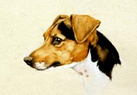 Fiona Vickery - Animal Portraits: Jack Russell Terrier