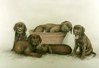 Fiona Vickery - Animal Portraits: Labrador puppies