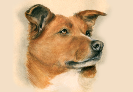 Fiona Vickery - Animal Portraits