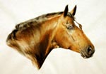 Fiona Vickery - Animal Portraits, Argentinus by Argentan