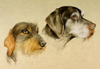 Fiona Vickery - Animal Portraits: Two Dogs