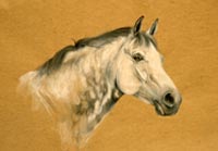 Fiona Vickery - Animal Portraits: Grey Horse