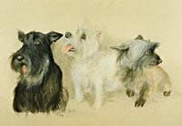 Fiona Vickery - Tierportraits: Drei Terrier