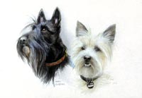 Fiona Vickery - Tierportraits: Schwarzer und weißer Terrier