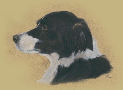 Fiona Vickery - Tierportraits: Hundeportrait