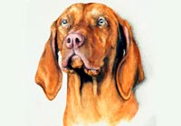 Fiona Vickery - Animal Portraits: Vizsla