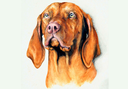 Fiona Vickery - Tierportraits