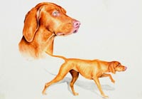 Fiona Vickery - Animal Portraits: Vizsla