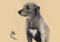 Fiona Vickery - Tierportraits: Irish Wolfhound